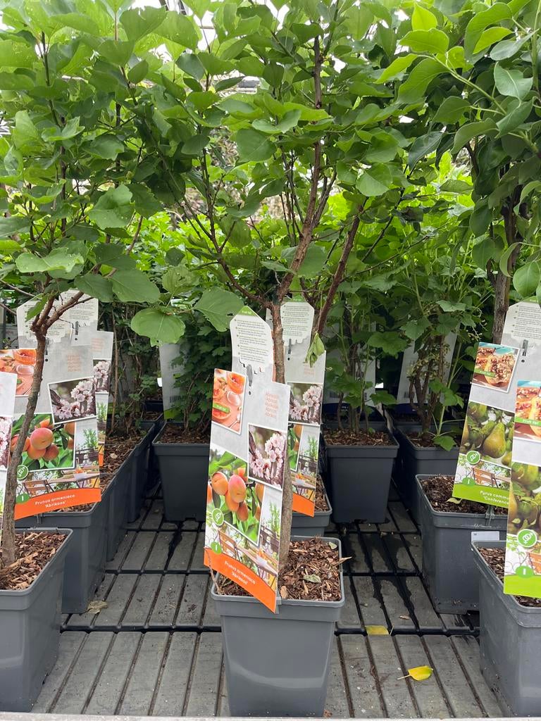 Abrikozenboom (Prunus armeniaca 'Abrikoos') €19,95, Tuin en Terras, Planten | Fruitbomen, Lente, Overige soorten, Volle zon, In pot