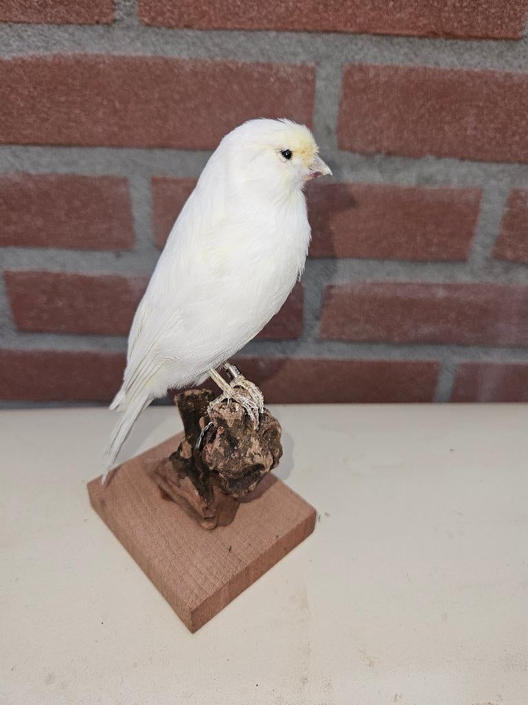 Prachtige museum kwaliteit spierwitte kanarie, Verzamelen, Dierenverzamelingen, Ophalen of Verzenden, Nieuw, Vogel, Opgezet dier