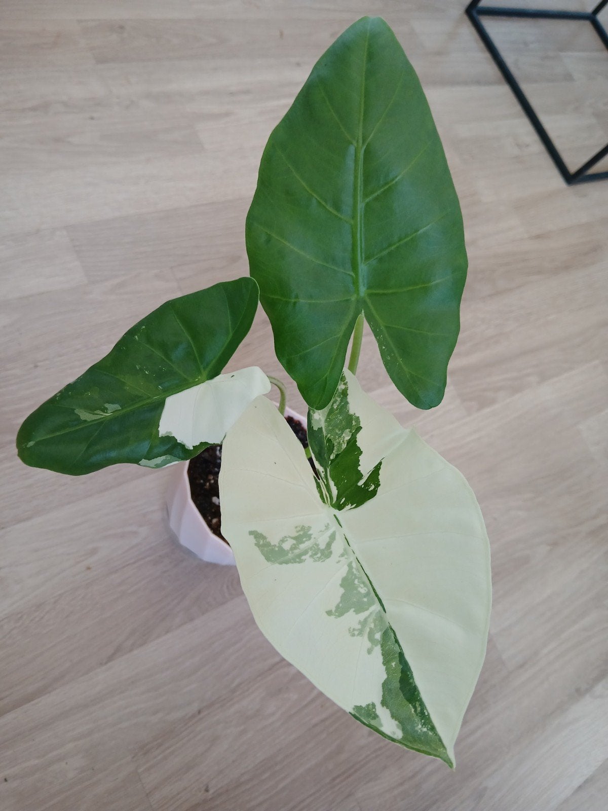 Alocasia Macrorrhiza variegata, Ophalen of Verzenden, Halfschaduw, Minder dan 100 cm