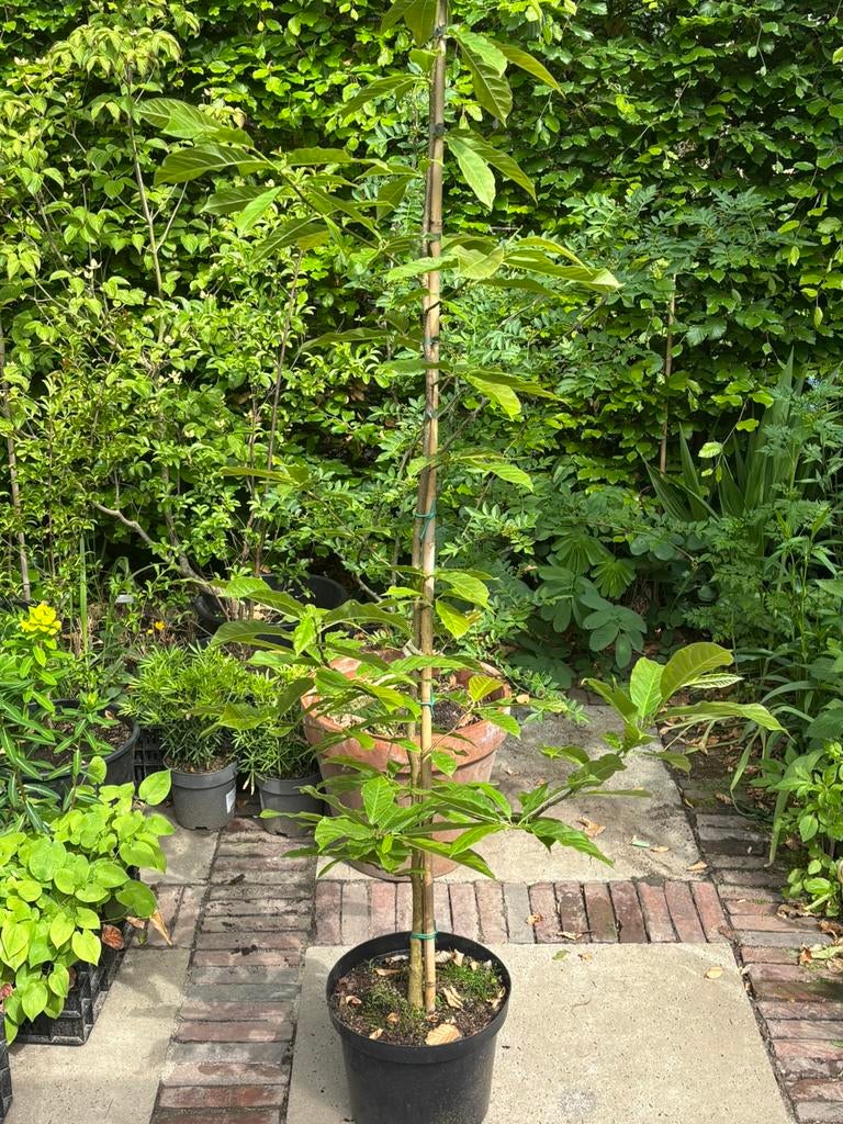 Diverse vaste planten, bomen en (meerstammige) struiken, Ophalen, Overige soorten, 100 tot 250 cm