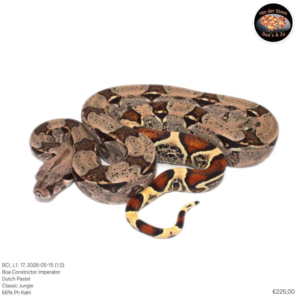 Boa Constrictor Imperator Litter 01 2026 Boa Constrictor photo 13