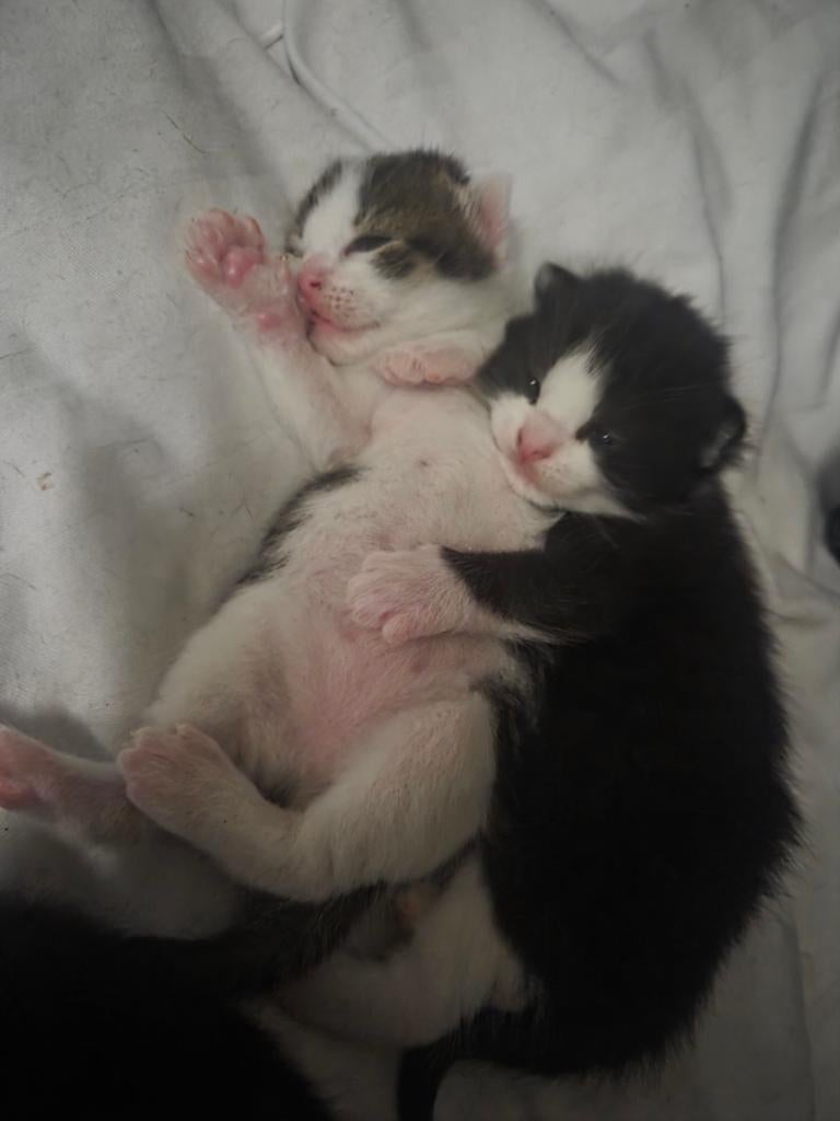 Kitten te koop, Dieren en Toebehoren, Geslacht onbekend