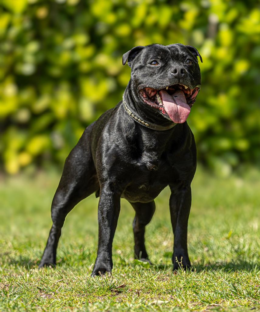 Kampioen engelse stafford ter dekking dekreu, Dieren en Toebehoren, Honden | Jack Russells en Terriërs, Reu, Overige rassen, Fokker | Hobbymatig