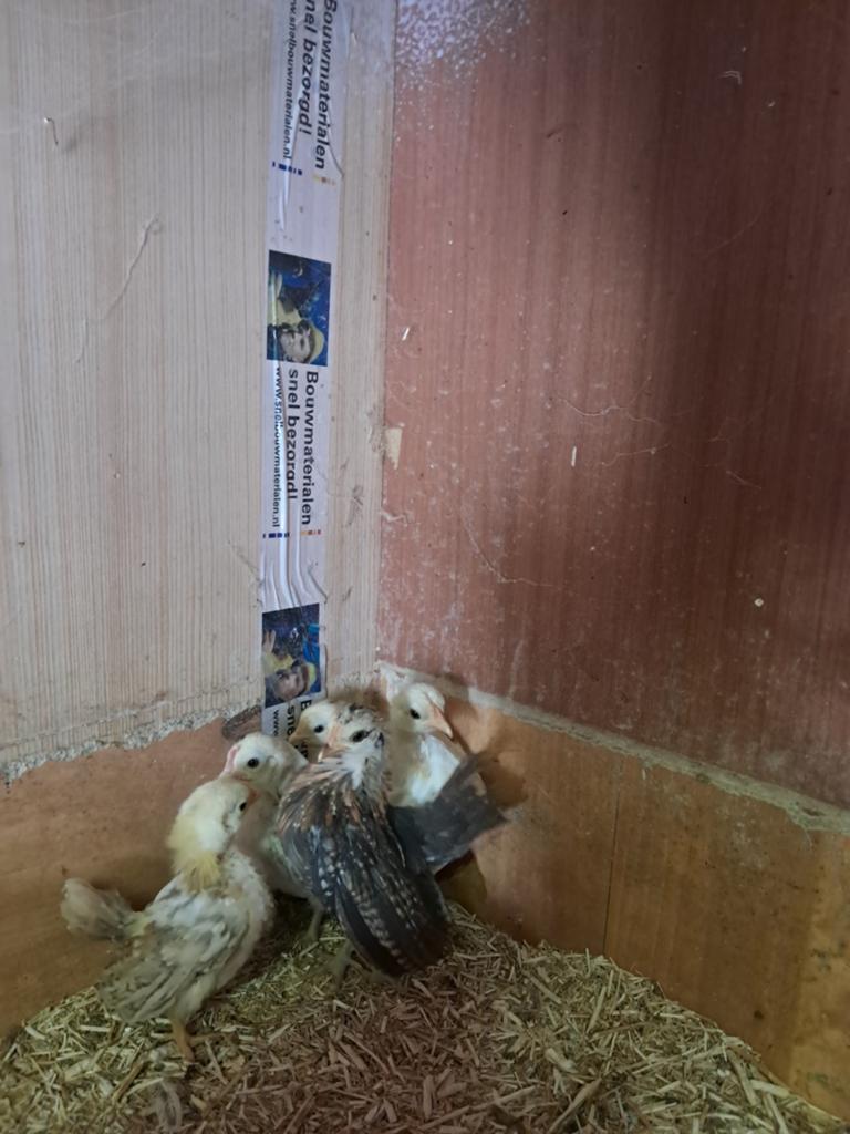 Serama haantjes A klasse en ayam Maleisische haantjes, Dieren en Toebehoren, Pluimvee