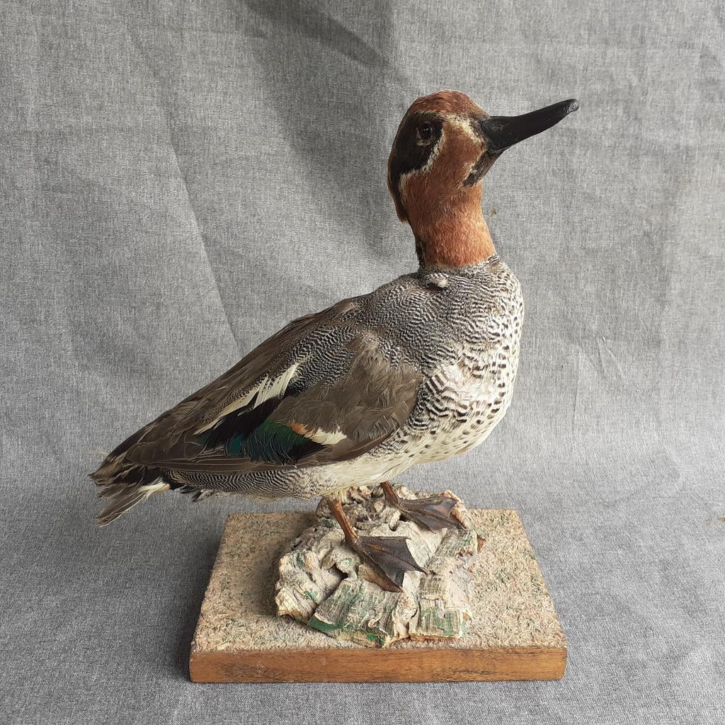 Oogezette eend, "Wintertaling", Ophalen of Verzenden, Gebruikt, Vogel, Opgezet dier