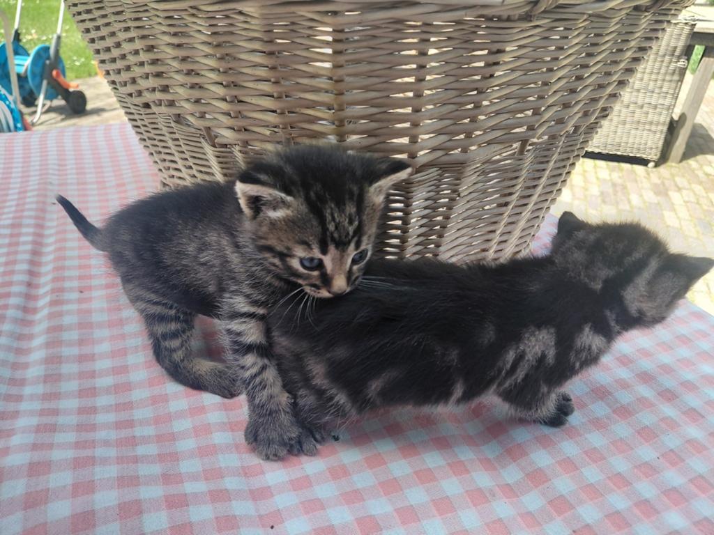 Nog 4 lieve kittens te koop!, Meerdere dieren, Kortharig