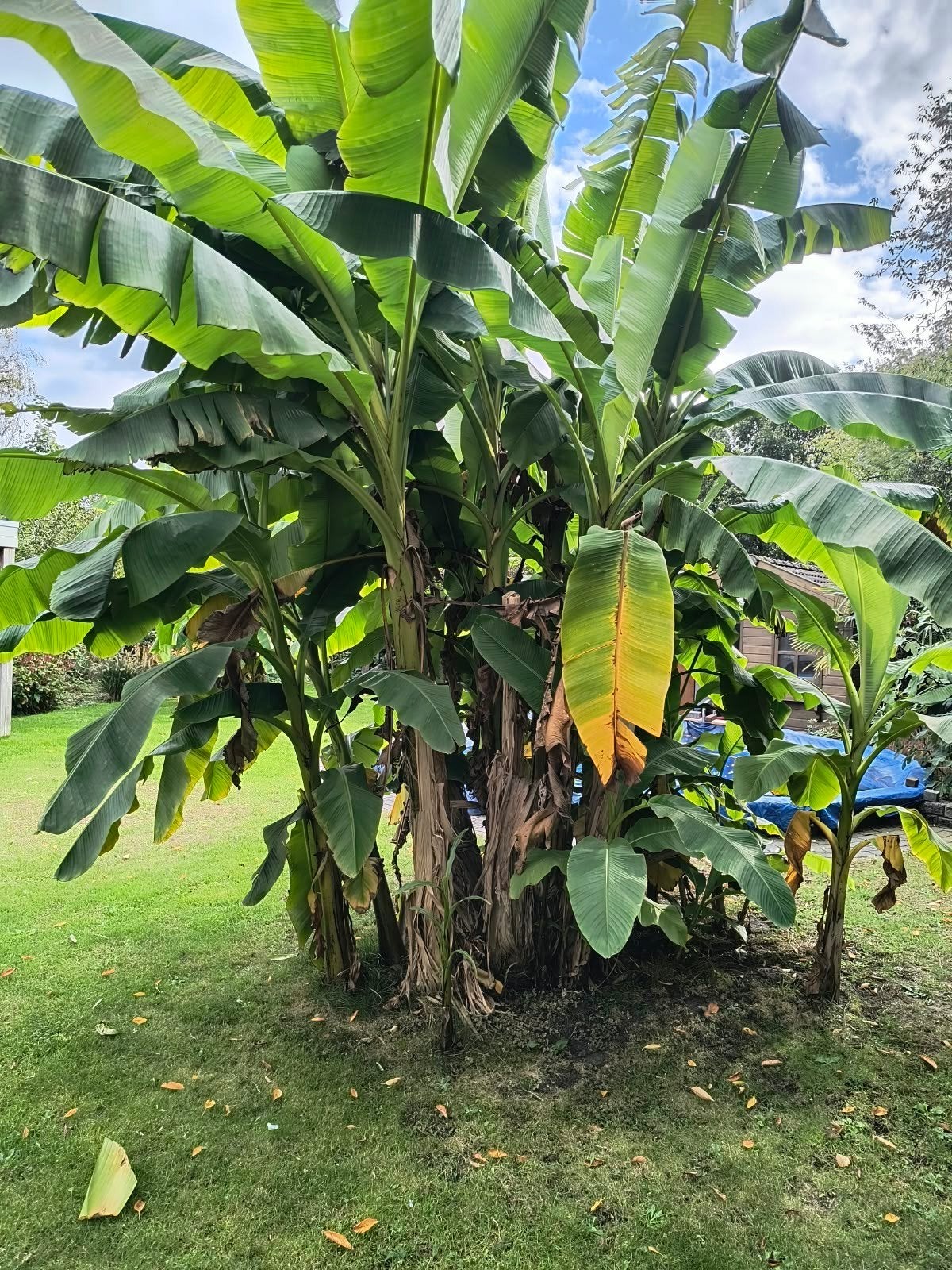 Musa Basjoo Bananenboom / Bananenplant, Ophalen, Volle zon, Vaste plant, Bloeit niet