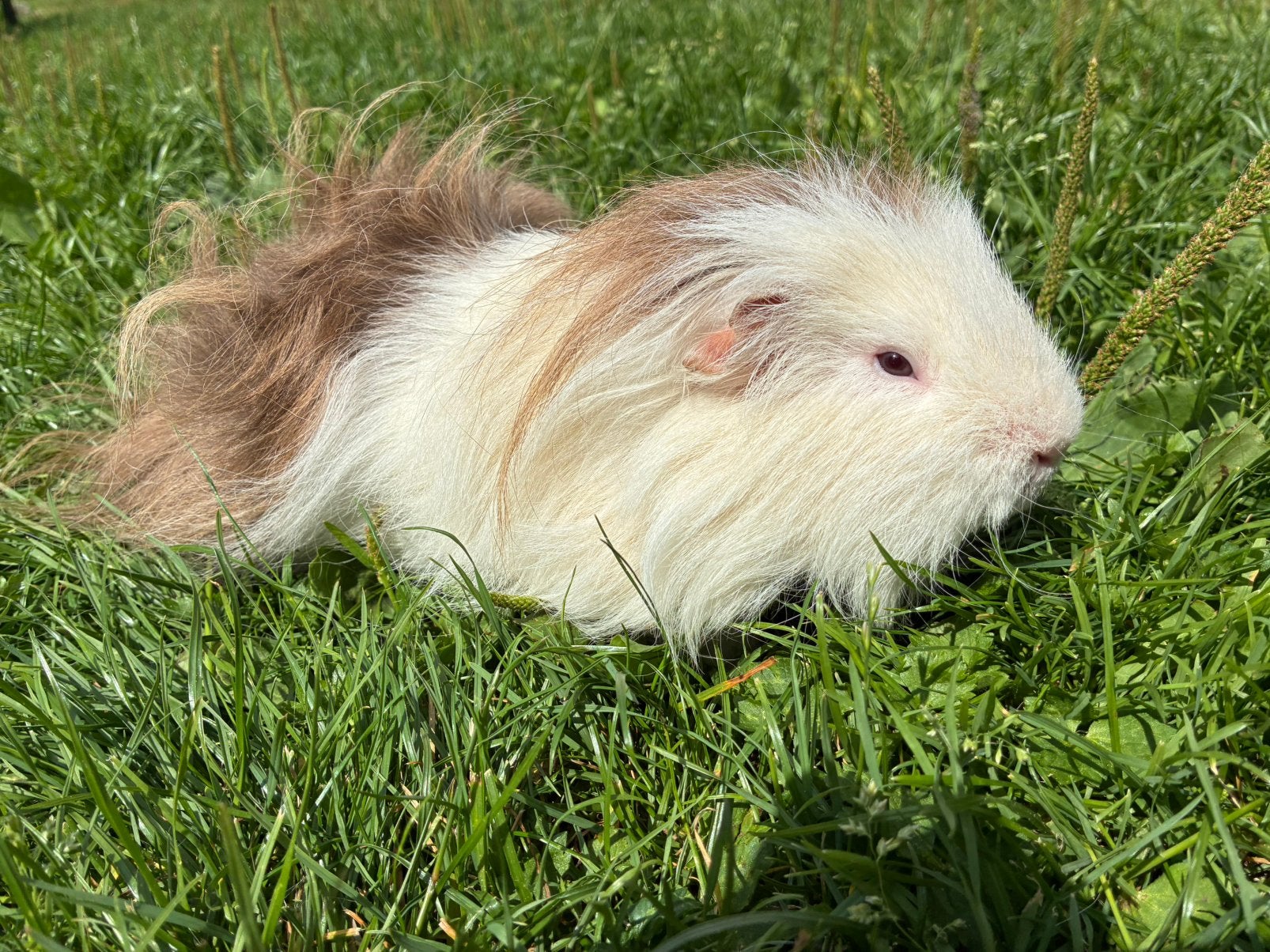 Lief CH Teddy beertje, Dieren en Toebehoren, Cavia, Mannelijk, Mei, Tam
