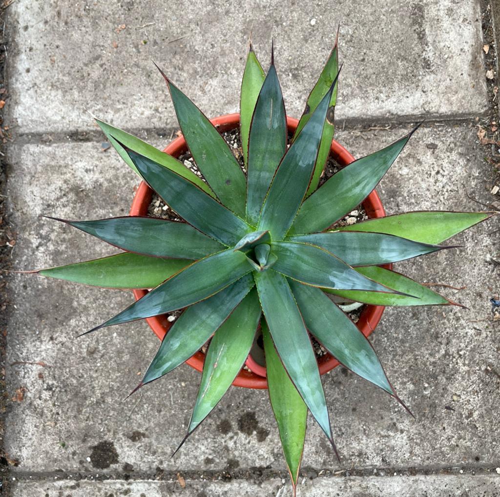 Agave, Tuinplant, Stek, Plant, Ophalen of Verzenden, Bloeit niet, Overige soorten, Volle zon