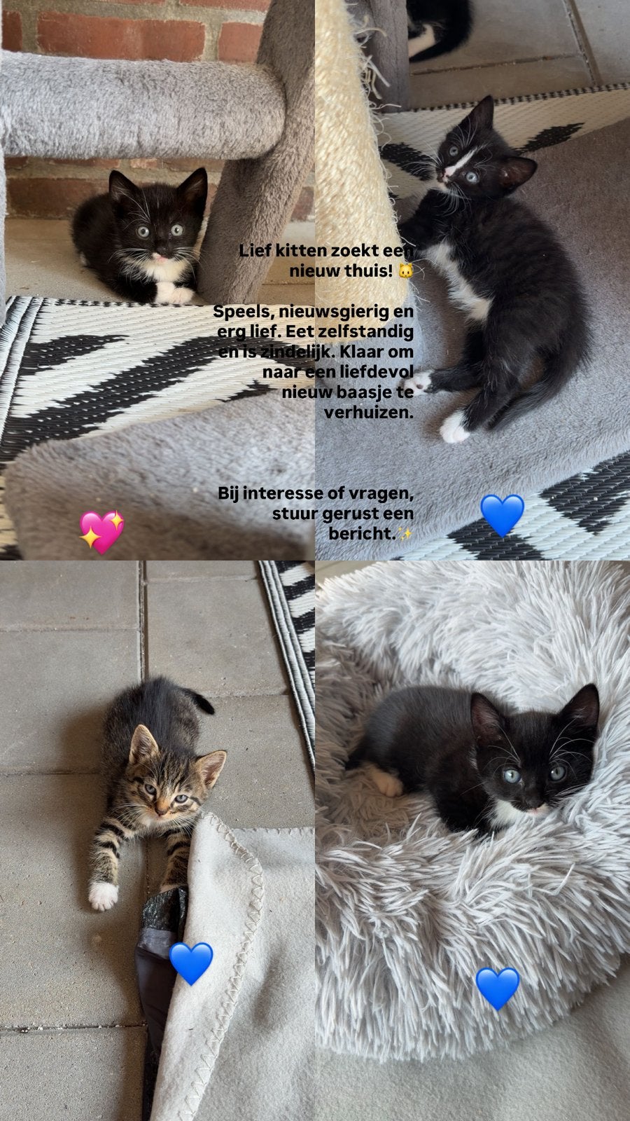 Kitten, Poes, 0 tot 2 jaar