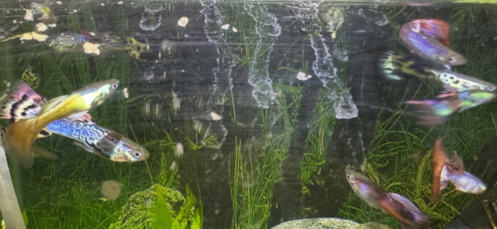 mannen en vrouwen guppen, Dieren en Toebehoren, Vis, Zoetwatervis