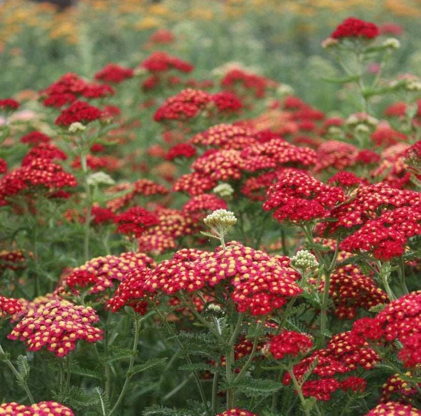 Achillea M. Paprika - Chemievrij - Staffelkorting!!, Overige soorten, Volle zon, Vaste plant, Ophalen of Verzenden