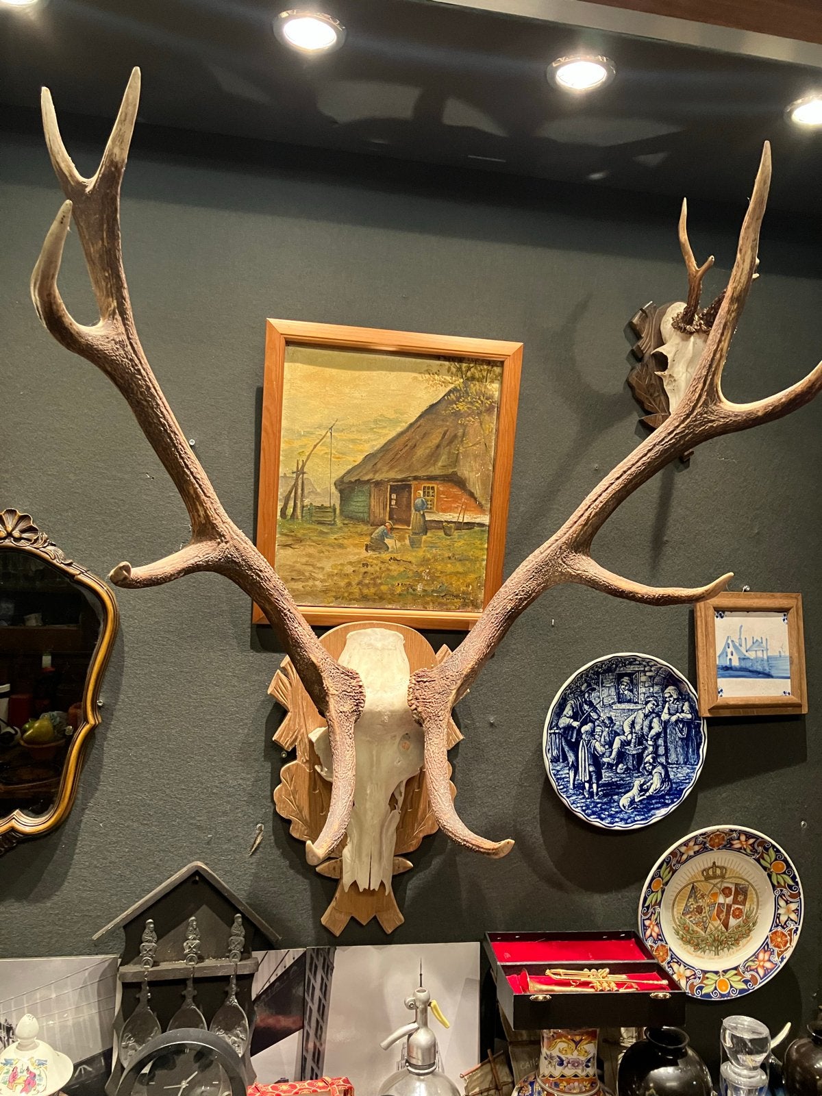 Indrukwekkend Hertengewei - Natuurlijke Decoratie, Ophalen