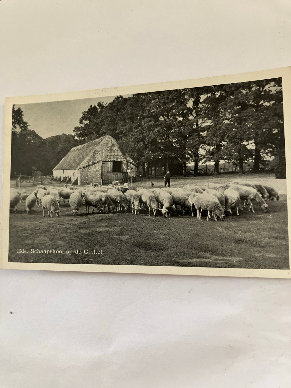 Oude Ansichtkaart Ede Schaapskooi op de Ginkel, Ophalen of Verzenden, 1940 tot 1960, Gelopen, Gelderland