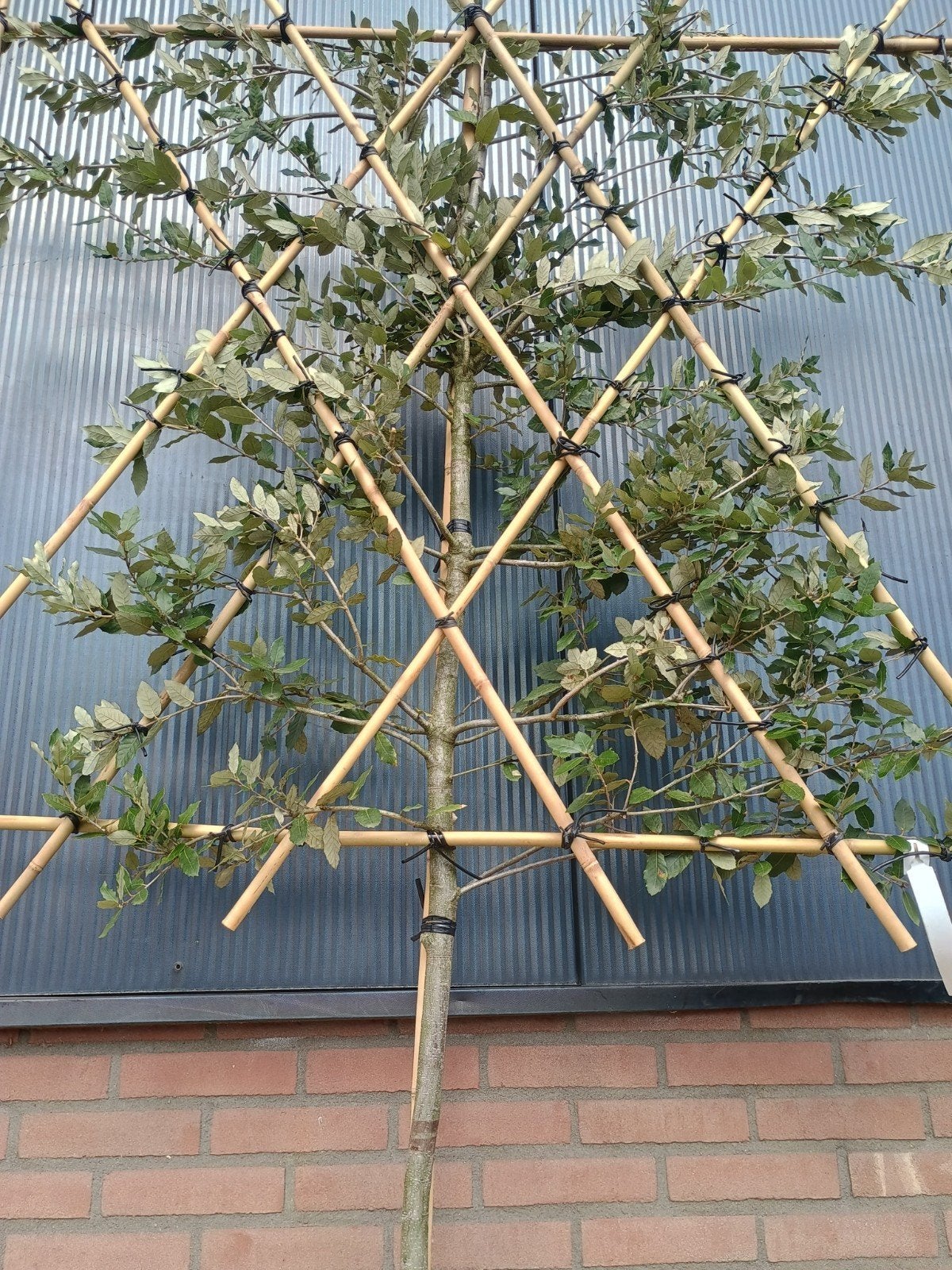 Quercus Ilex (Steeneik) Leiboom, Leiboom, Lente, 250 tot 400 cm, Ophalen