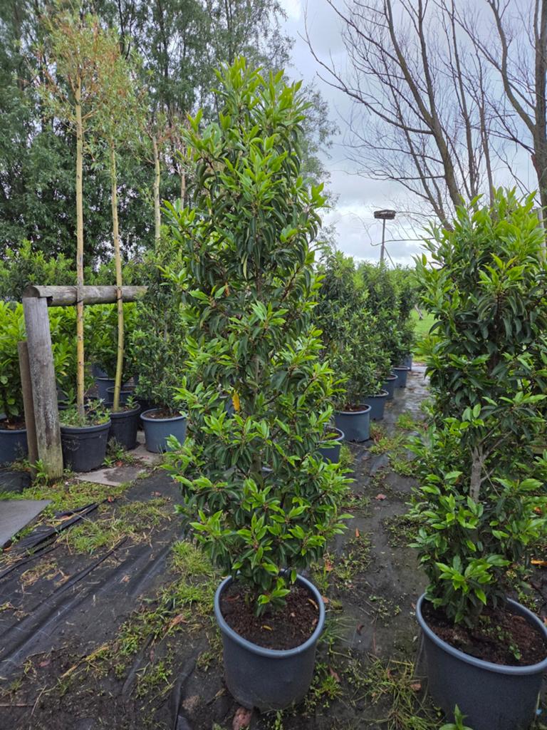 Portugese laurier 150/160 hoog goed geworteld en in pot kost, Ophalen, Laurier, 100 tot 250 cm
