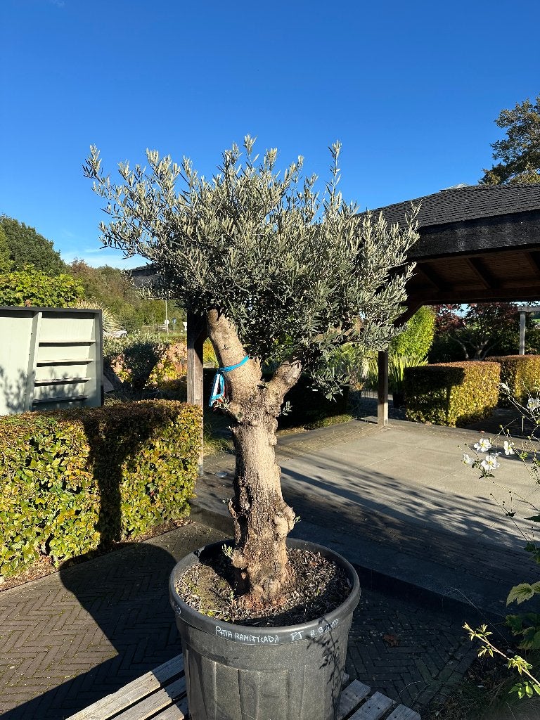 Olijfboom (Olea europaea) - mediterrane boom, Volle zon, Bloeit niet, Ophalen of Verzenden, 100 tot 250 cm