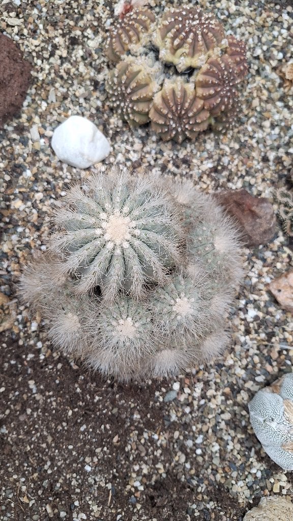 Copiapoa krainziana cactus diameter 16 cm, Ophalen, Cactus, Volle zon, Minder dan 100 cm