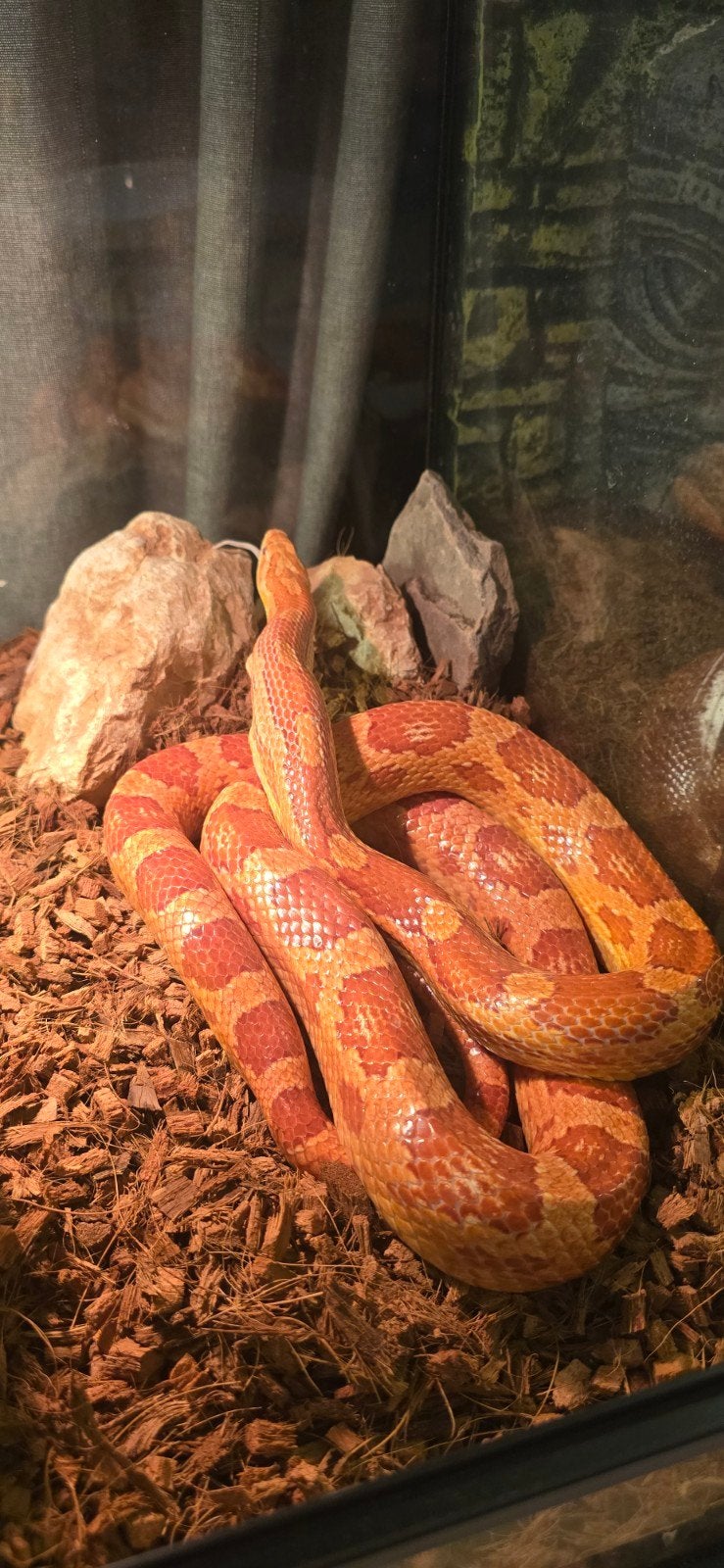 Pantherophis guttatus Sunkissed Amel, Dieren en Toebehoren, Slang, Tam, 7 tot 10 jaar