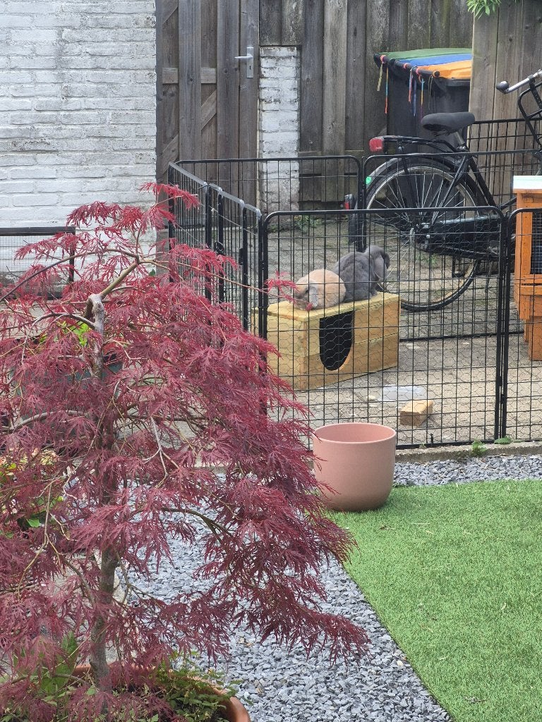 Lobs konijntjes, Dieren en Toebehoren, Konijnen, Meerdere dieren, Klein, Hangoor, 0 tot 2 jaar
