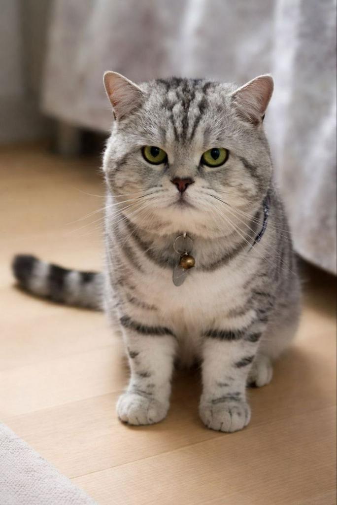 Dekkater Brits Korth. Black Silver tabby blotch Incl.FivFelv, Dieren en Toebehoren