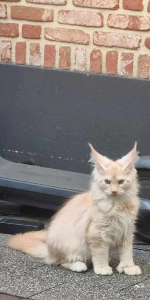 Super mooie maine coon kittens met stamboom XXL Poly, Dieren en Toebehoren, Katten en Kittens | Raskatten | Langhaar, Meerdere dieren