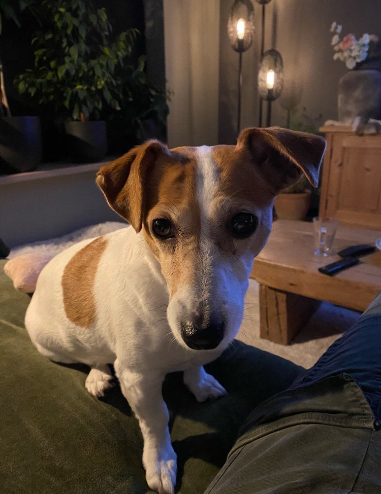 Onze pip zoekt een geweldige nieuw baas…, Dieren en Toebehoren, Honden | Jack Russells en Terriërs, 6 jaar of ouder, Parvo, Jack Russell Terriër