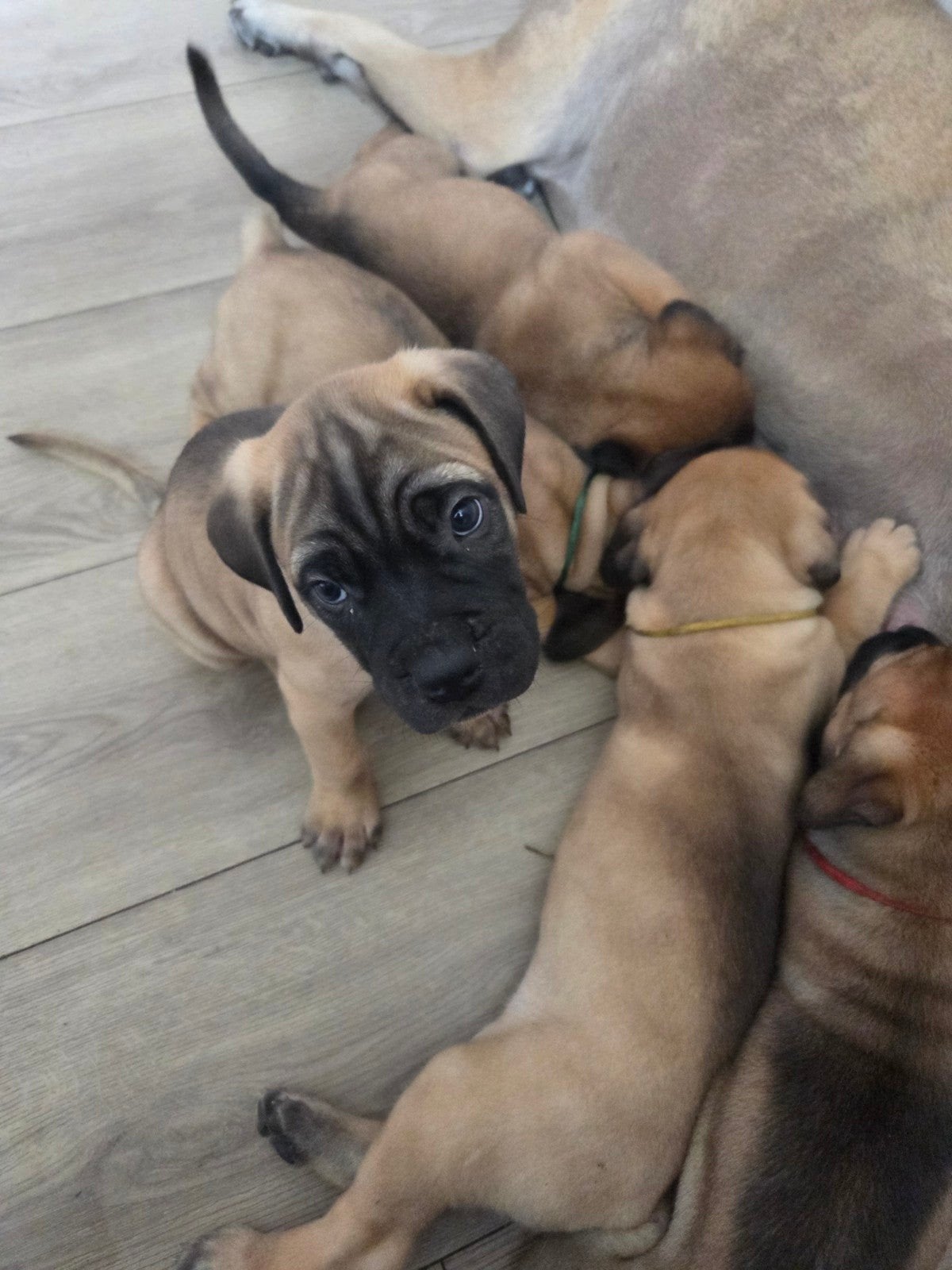Prachtige bullmastiff x cane corso pups!, Dieren en Toebehoren, 8 tot 15 weken, Groot, Meerdere, Meerdere dieren