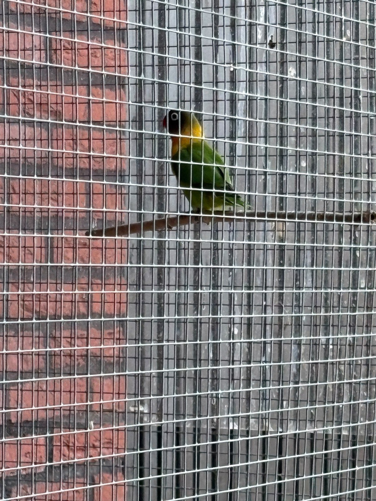 jonge Agapornissen, Dieren en Toebehoren, Geslacht onbekend, Tropenvogel