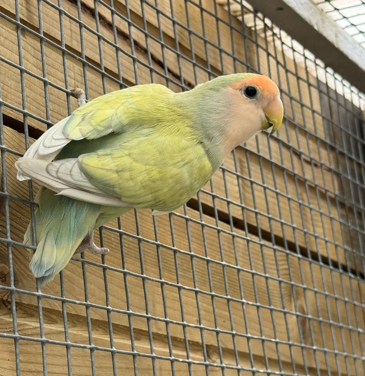 Agaporniss roseicollie dwergpapegaai man met dna, Meerdere dieren, Papegaai