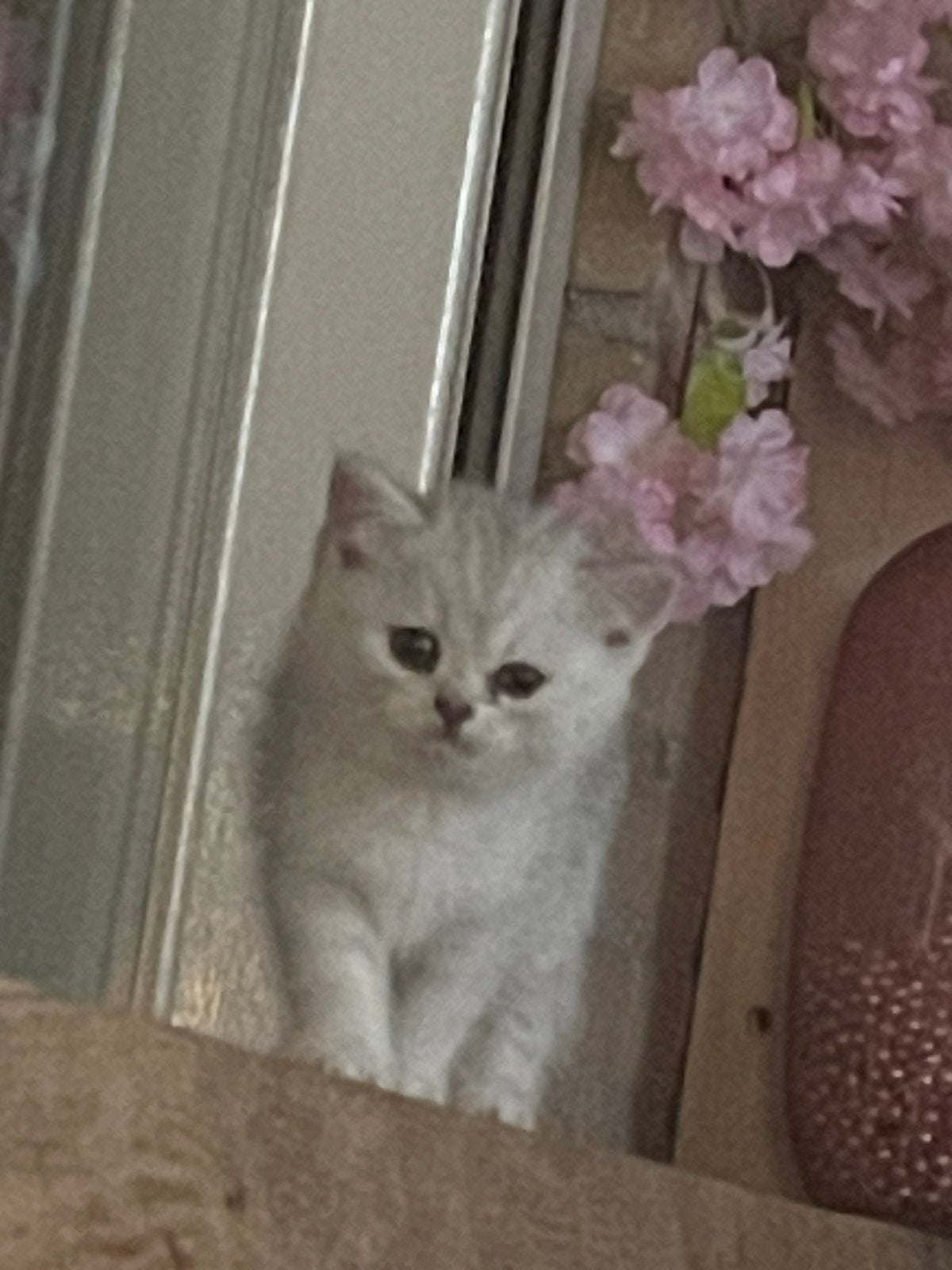 britse lang/kort haar kittens, Dieren en Toebehoren, Katten en Kittens | Raskatten | Langhaar, Meerdere dieren, Ontwormd, 0 tot 2 jaar
