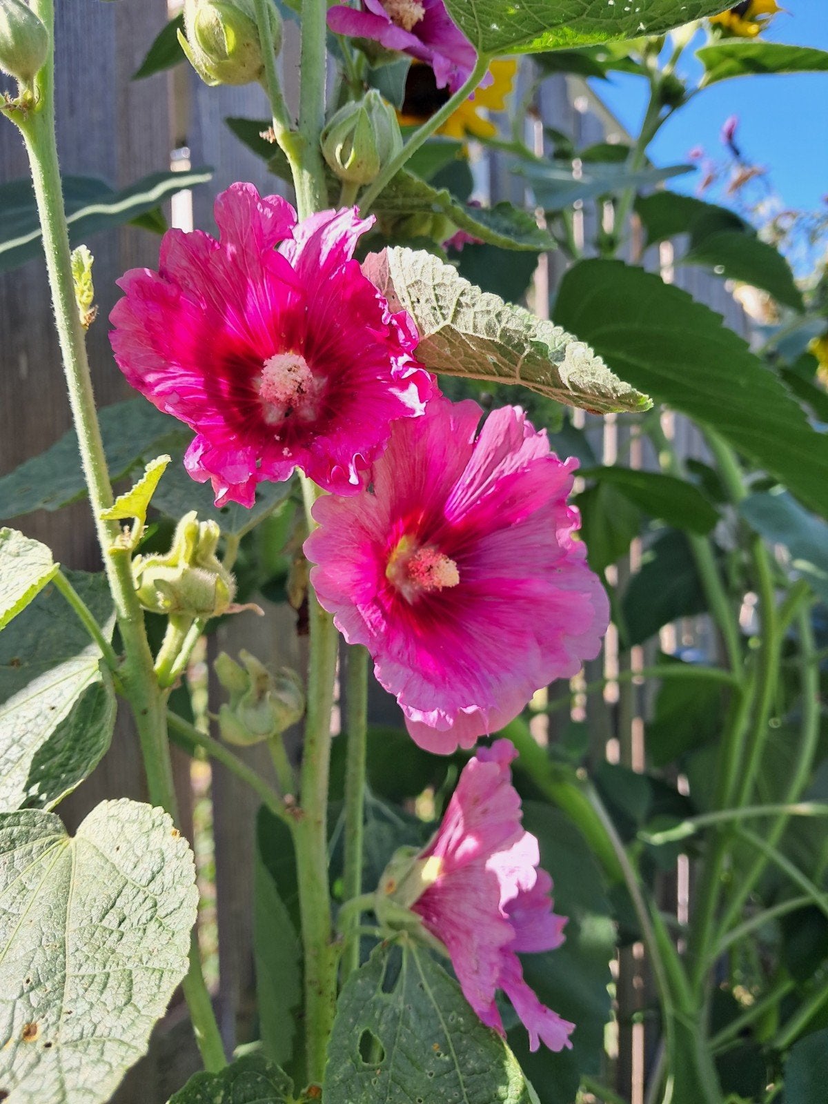 Tweejarige Stokrozen, stokroos, Prachtige Roze Bloemen, Tuin en Terras, Ophalen of Verzenden, Overige soorten, Volle zon
