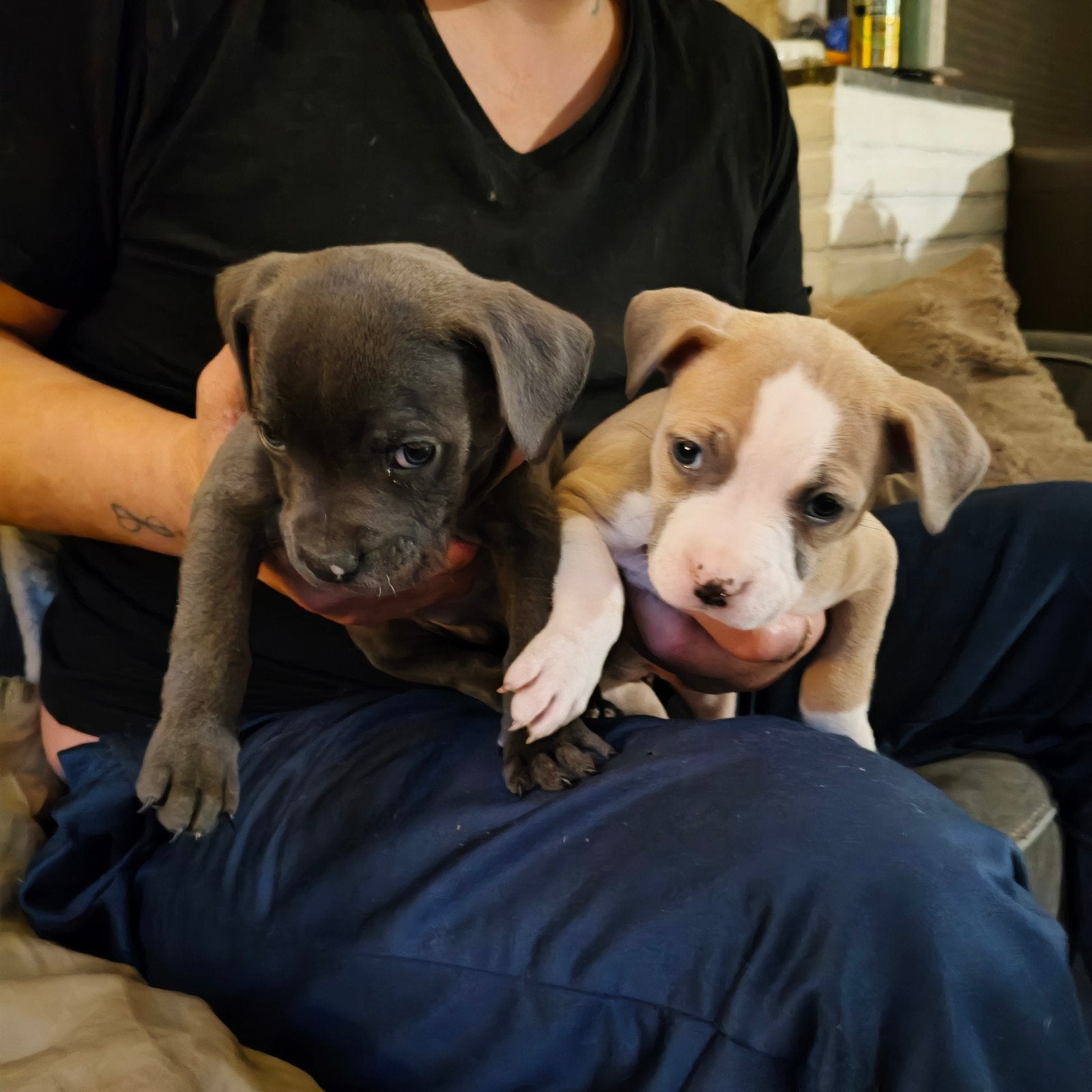 mooie lieve bully pups, Dieren en Toebehoren, 8 tot 15 weken, Meerdere, Meerdere dieren, Middel