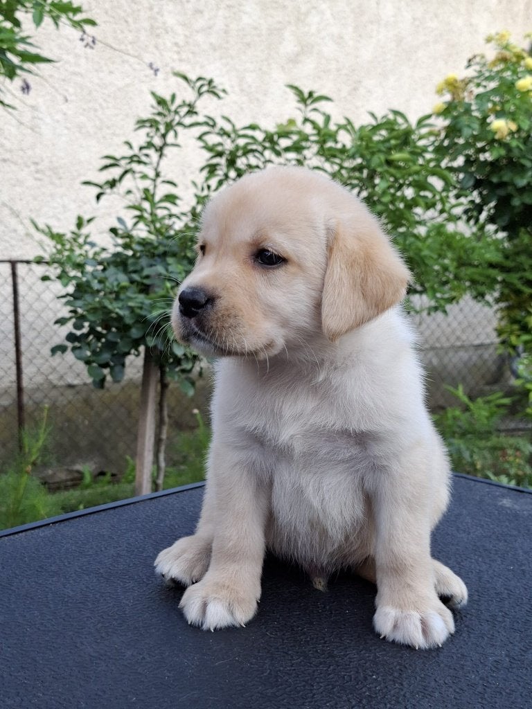 Labrador retriever, 15 weken tot 1 jaar, Reu, Buitenland, Labrador retriever