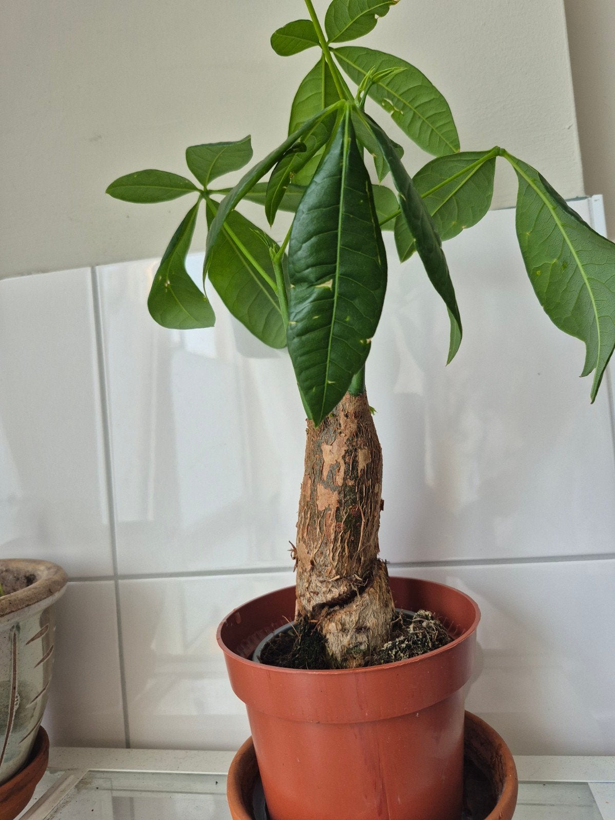 Kleine Pachira Aquatica (geldboom) - Alleen ophalen, Ophalen, Overige soorten, Halfschaduw, In pot