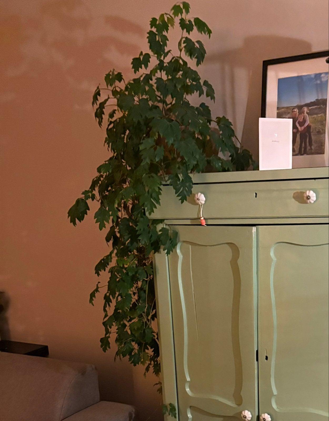 Mooie hangplant in pot, Ophalen, Overige soorten, Halfschaduw, In pot