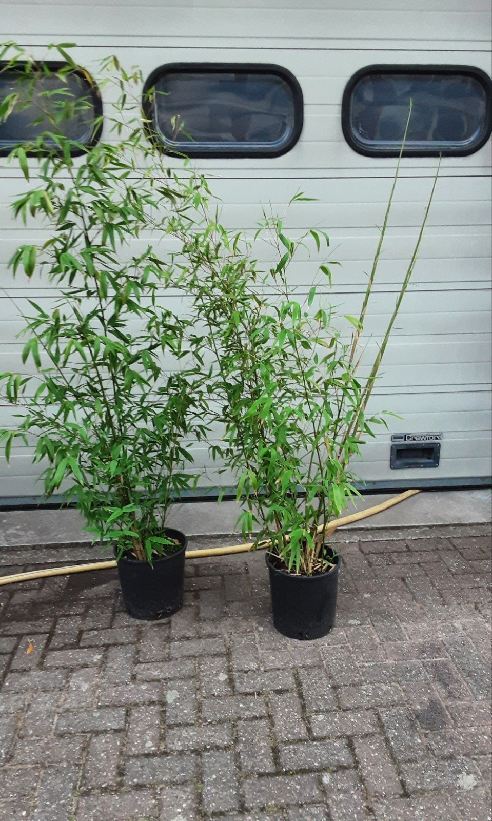 Bamboe struiken, Ophalen, Bamboe