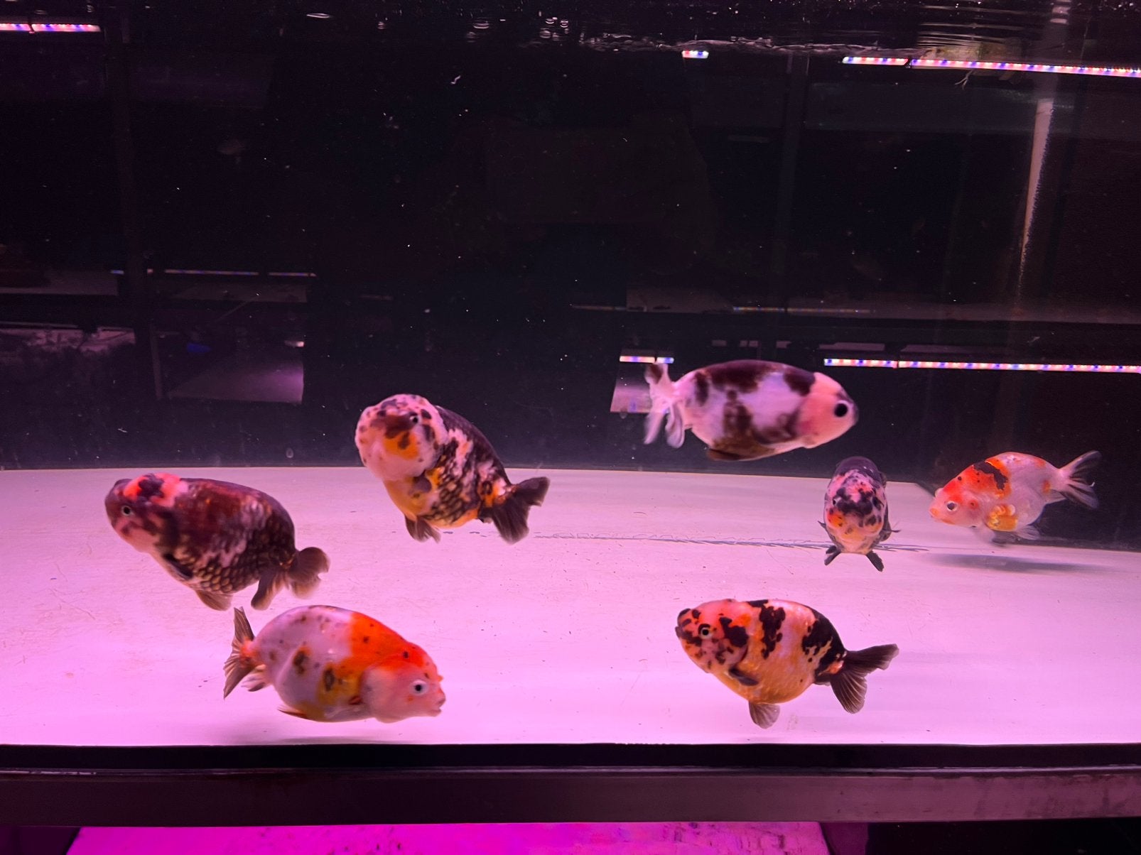 Calico Ranchu XL, Vis