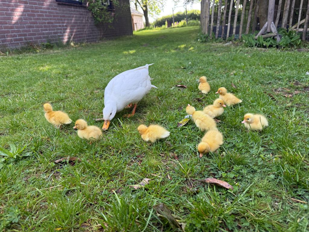 Jonge kwaker eendjes, Dieren en Toebehoren, Pluimvee, Meerdere dieren, Eend