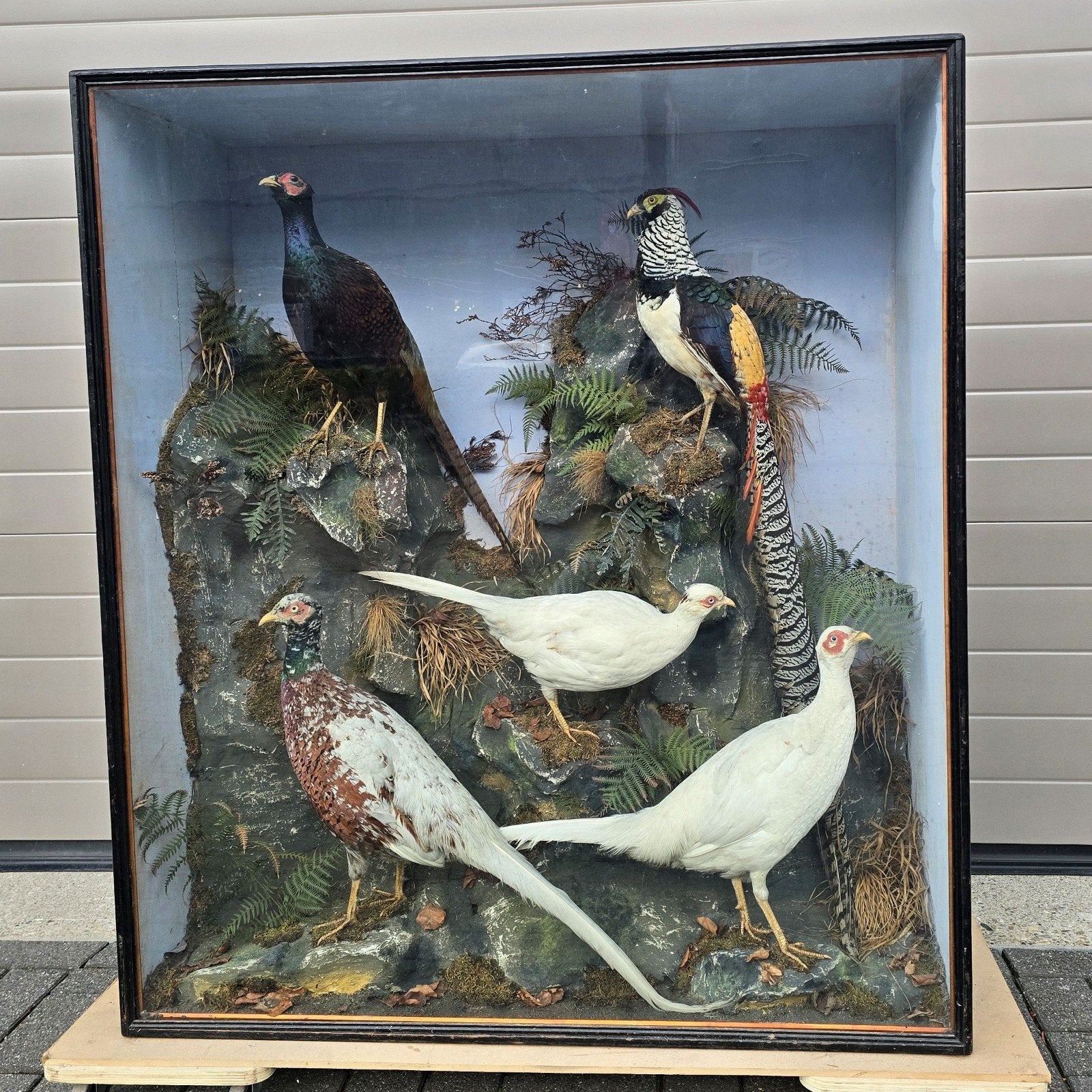 Unieke grote vitrine met opgezette vogels, antiek, Verzamelen, Dierenverzamelingen, Ophalen, Zo goed als nieuw, Vogel, Opgezet dier