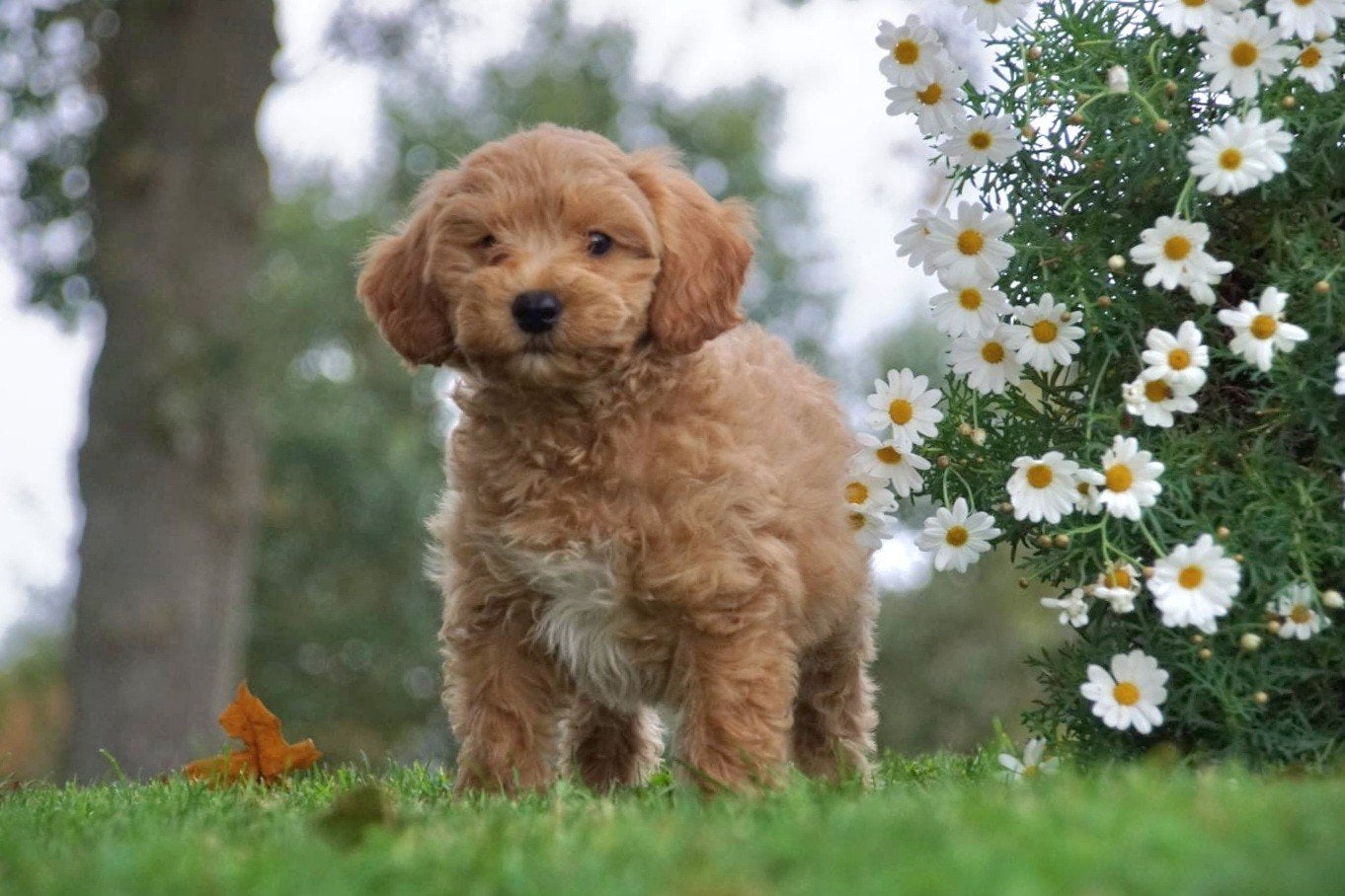 lieve en kerngezonde Mini Labradoodle pups gezonde bloedlijn, Dieren en Toebehoren, Overige rassen, 8 tot 15 weken, Meerdere, Meerdere dieren