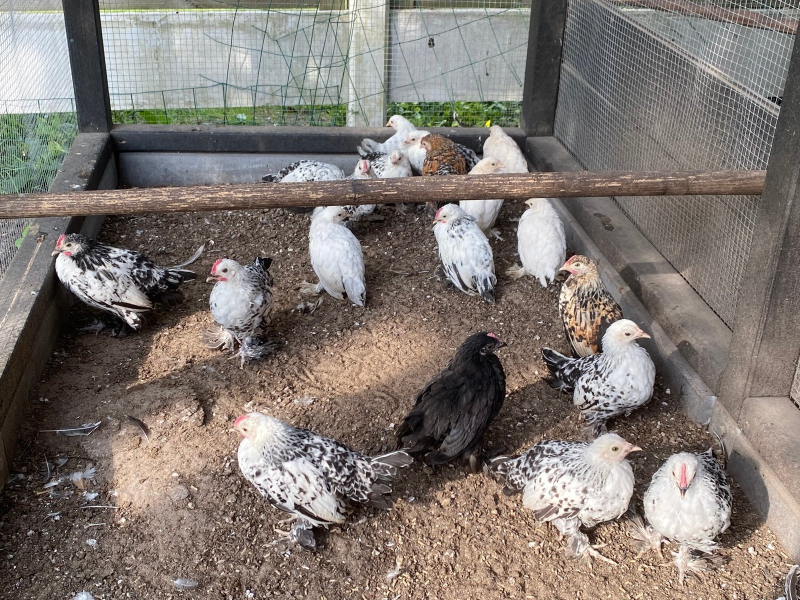 Sabelpootkriel, Dieren en Toebehoren, Meerdere dieren, Kip