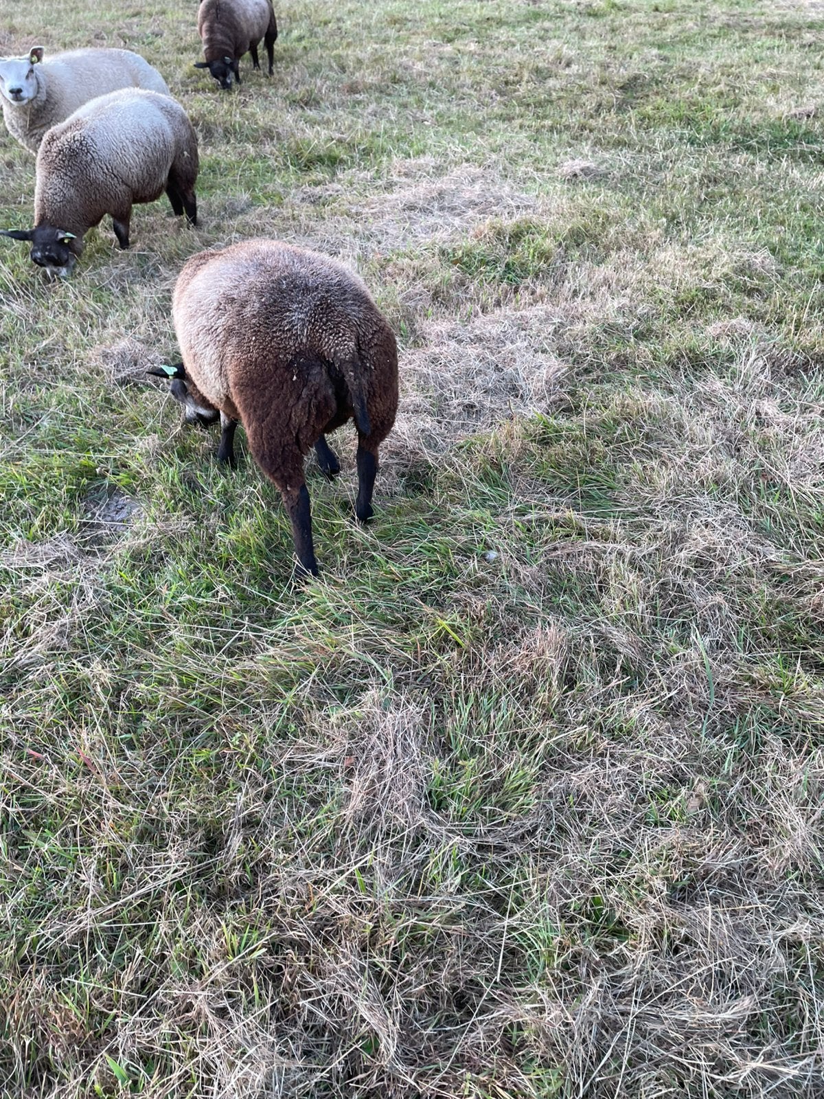 Texelsblauwe dekram, Dieren en Toebehoren, Schapen, Geiten en Varkens, Mannelijk, Schaap