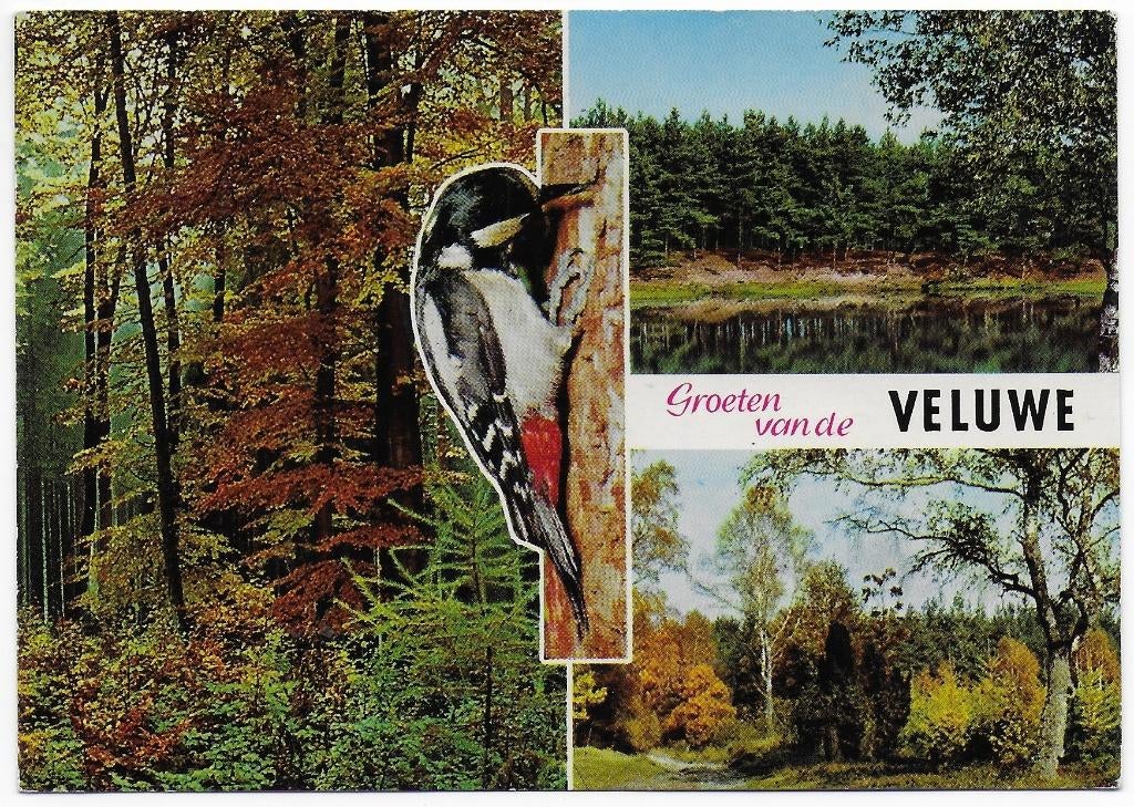 Veluwe gelopen Ansichtkaart (B2362 ), Ophalen of Verzenden, 1980 tot heden, Gelopen, Gelderland