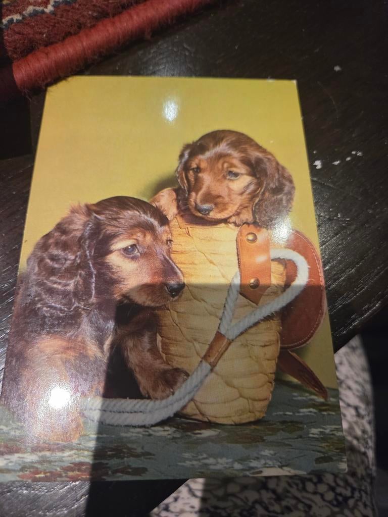 Vintage Ansichtkaart: Schattige Teckel Puppy's in Mand, Ophalen of Verzenden