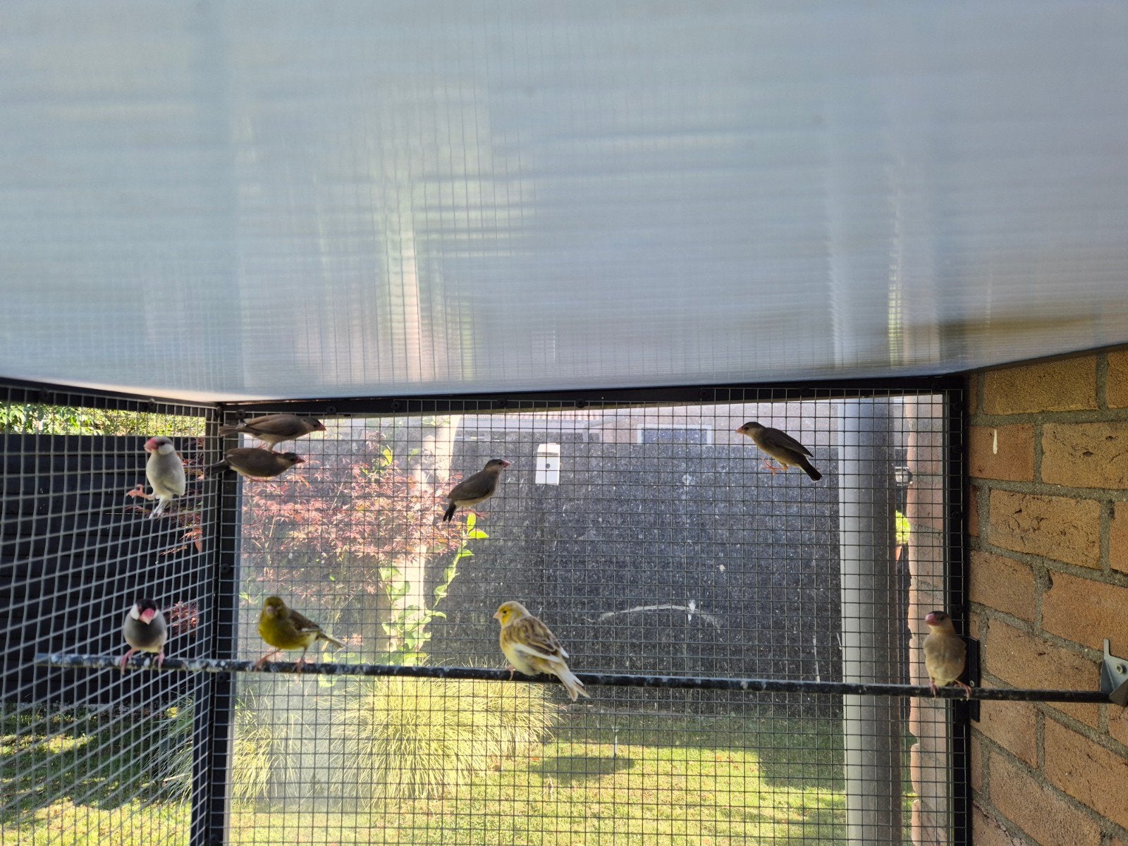 rijstvogels, Dieren en Toebehoren, Vogels | Overige Vogels, Geslacht onbekend