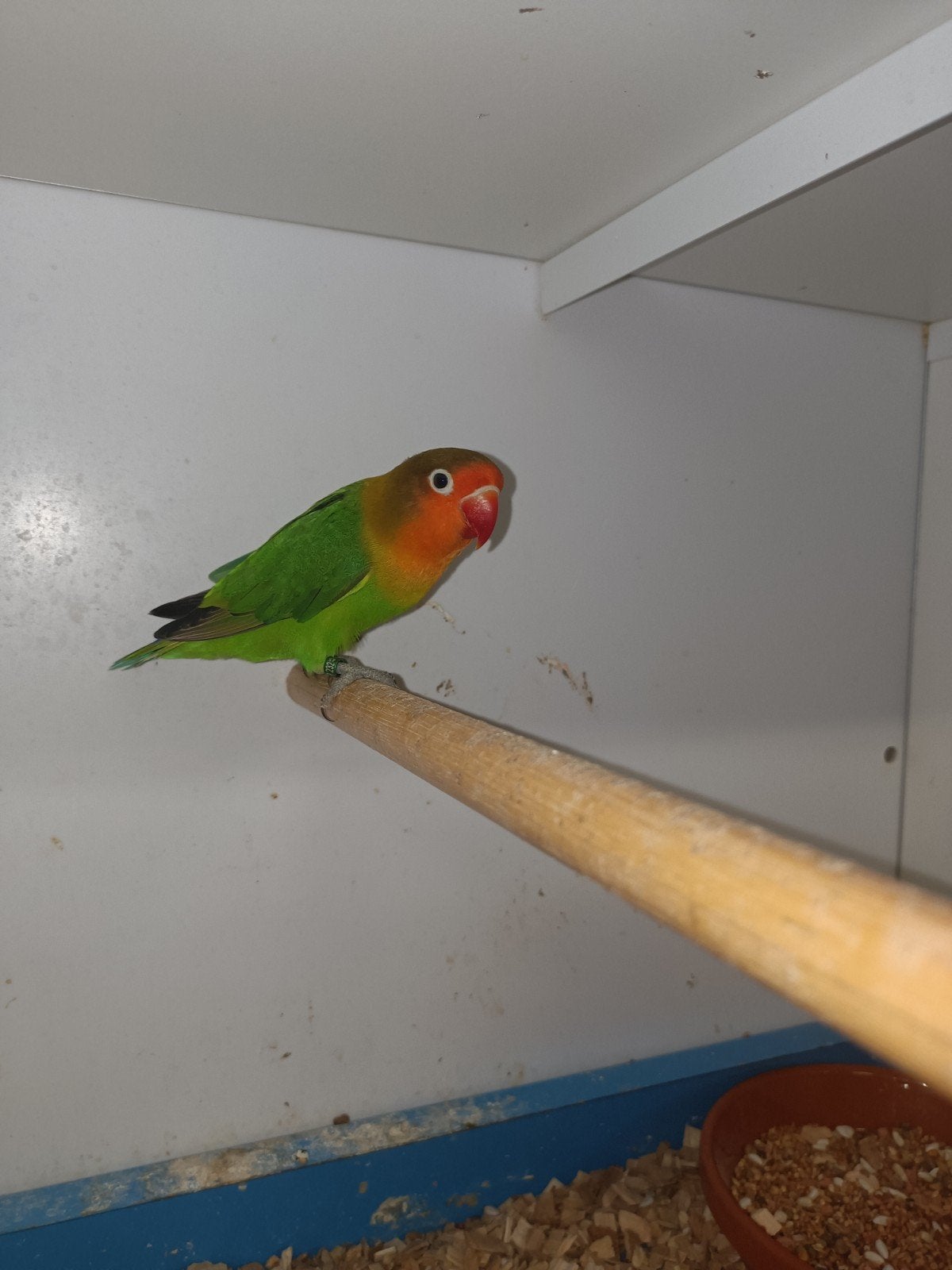 Agapornis Fischeri. Zuivere wildkleur, Vrouwelijk, Dwergpapegaai of Agapornis, Geringd