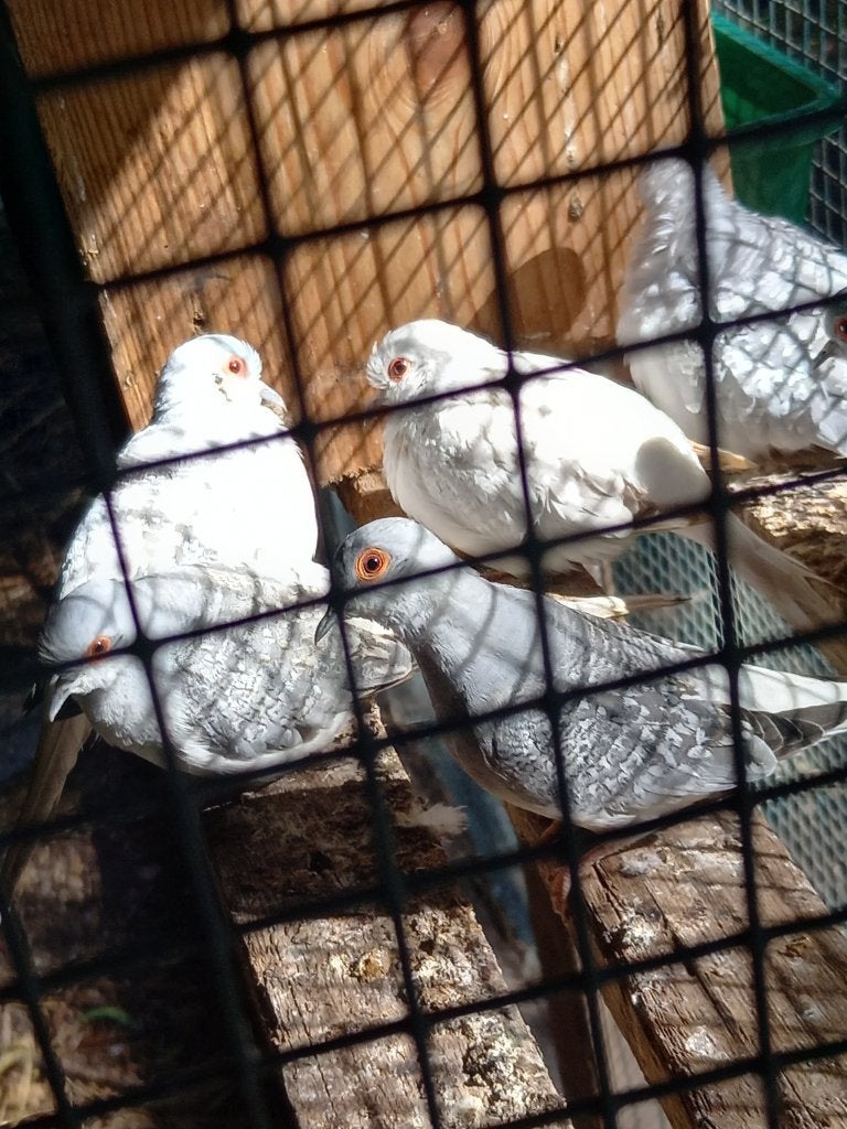Tortelduiven wit en kraag, Dieren en Toebehoren, Vogels | Duiven, Meerdere dieren, Tortelduif