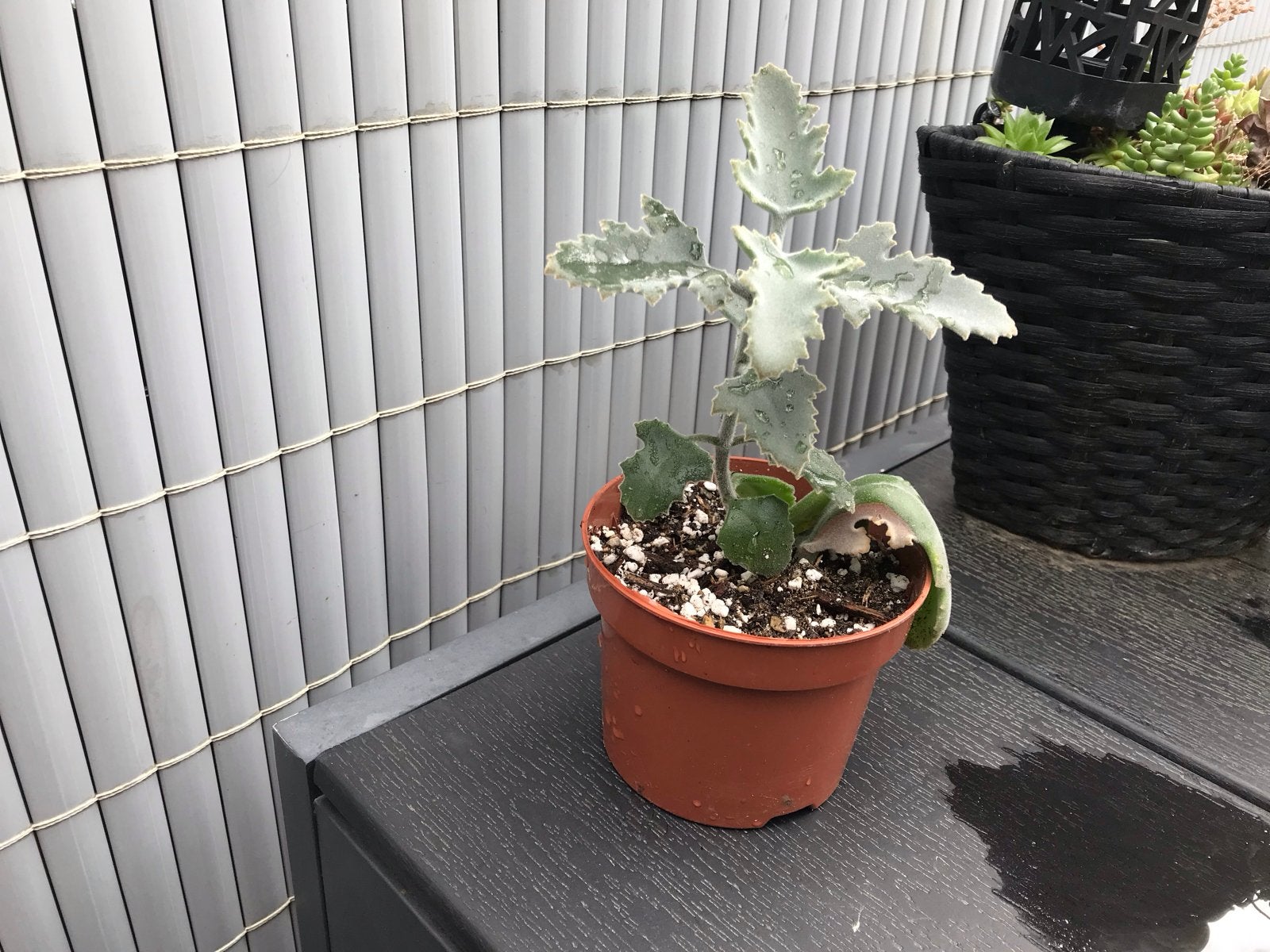 Kalanchoe beharenis, Vaste plant, Bloeit niet, Halfschaduw, Ophalen