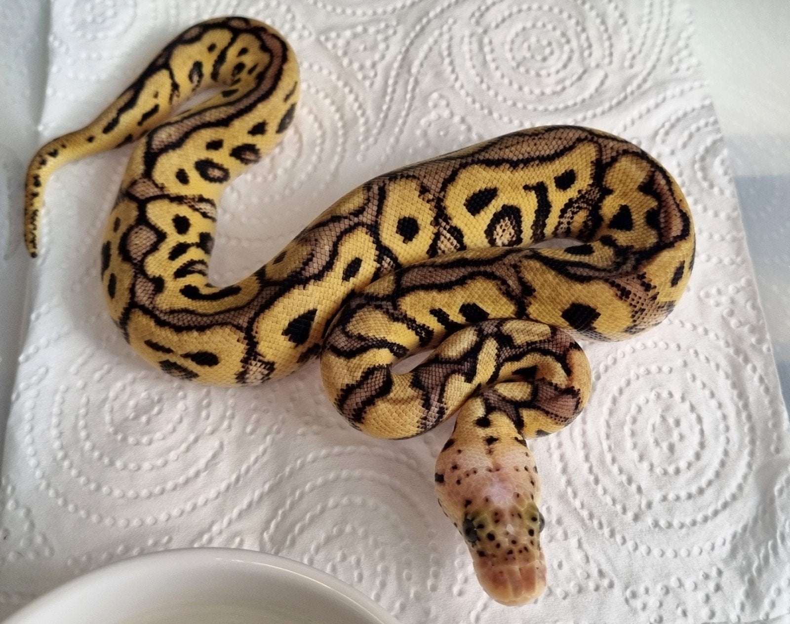 0.1 spotnose pastel clown koningspython Ball Python - female for sale from Rocking Reptiles